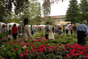 Fiori-e-Vini-Pancalera