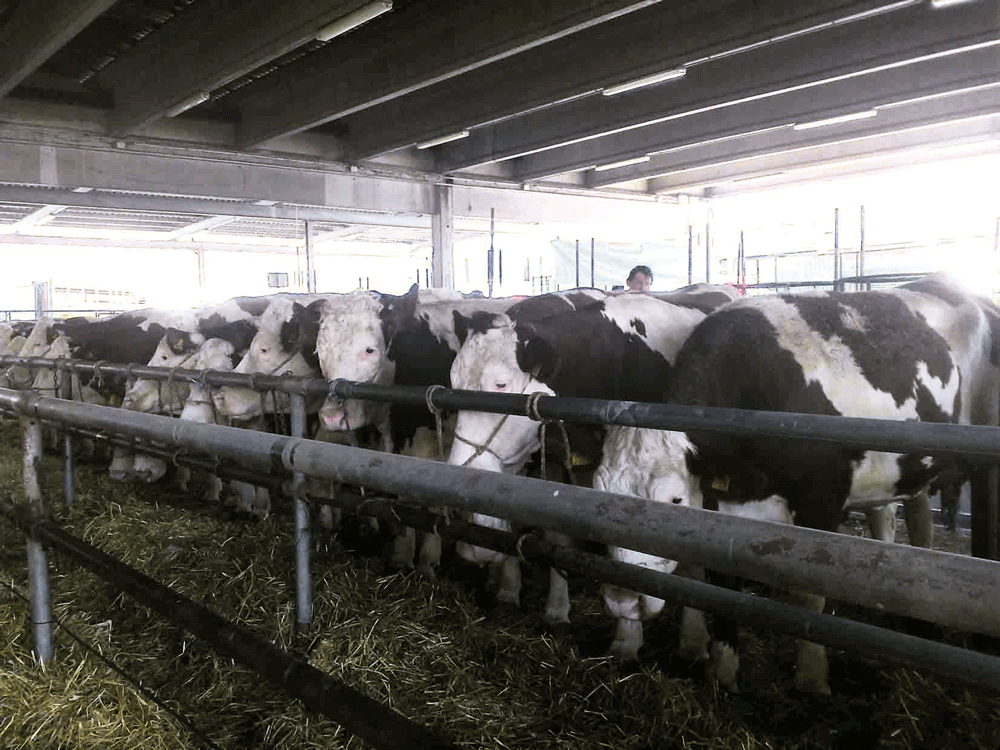 Foro Boario Carmagnola. L’Amministrazione procede col bando per i lavori. Protestano gli agricoltori: sottovalutano la situazione