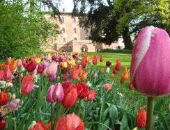 Messer Tulipano, 75 mila fiori al Castello di Pralormo