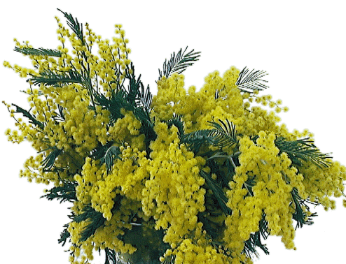 mimosa-la-Pancalera