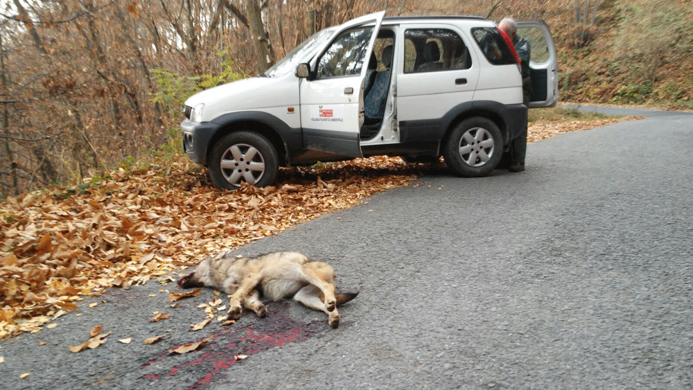 Ritrovata lupa morta, parte di branco stabile tra val Susa e pinerolese