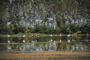 CENTRO-CICOGNE-la-pancalera