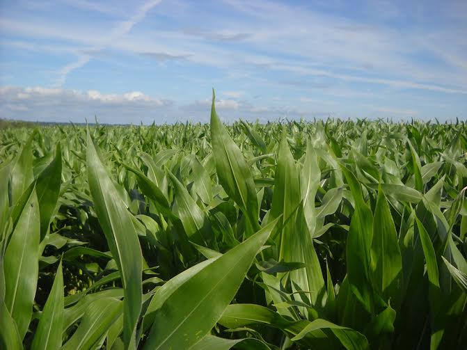 BCC di Casalgrasso e Sant’Albano Stura finanzia il settore agricolo