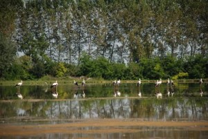 IL PARCO AL CENTRO CICOGNE-La Pancalera