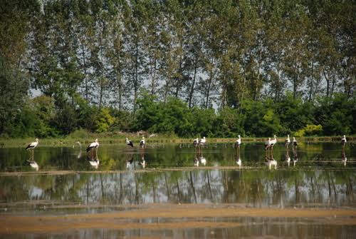 IL PARCO AL CENTRO CICOGNE