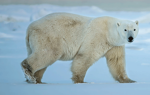 Dal grande nord a Yellowstone: mostra a Carmagnola