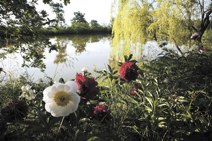 4 MILA PEONIE IN FIORE AI VIVAI DELLE COMMANDE