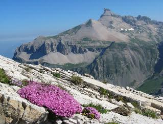 L’ambiente alpino: adattamenti di flora e fauna