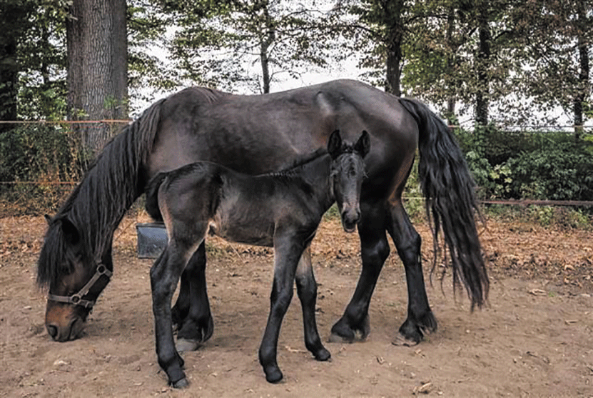 Puledri nella nursery: lieto evento al parco di Racconigi