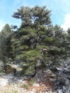 cedro - la pancalera