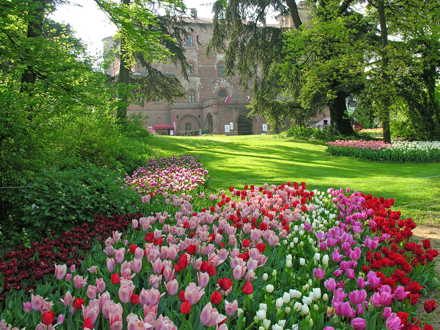 La primavera arriva con Messer Tulipano