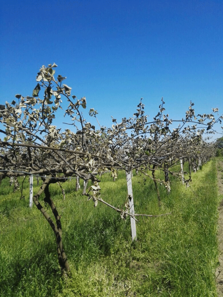 TEMPERATURE SOTTO ZERO. GRAVI DANNI A VIGNE E KIWI NEL TORINESE