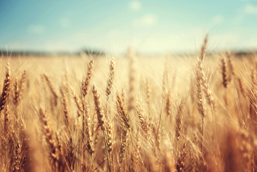 Grano di qualità. Nuove strategie presentate a Lombriasco