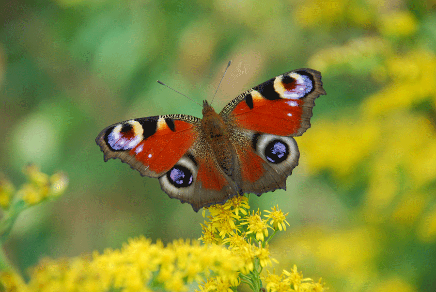 farfalle-centro-cicogne-la-pancalera