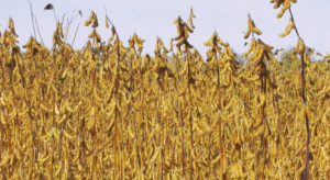 cereali-la-pancalera