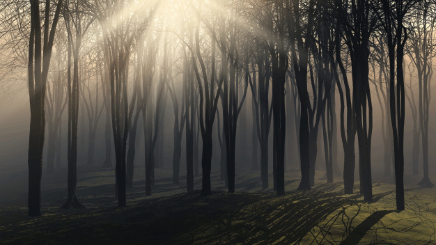 Mille nuovi alberi, a Carmagnola nasce il Bosco Urbano