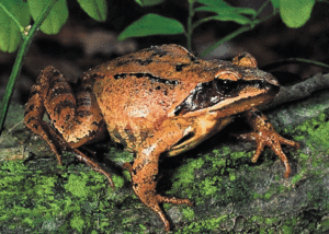 Rana_latastei_la-pancalera