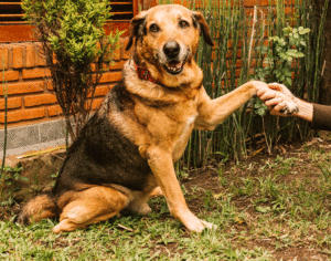 Cane-la-pancalera