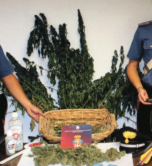 Moretta, uomo arrestato perchè coltivava cannabis per spaccio
