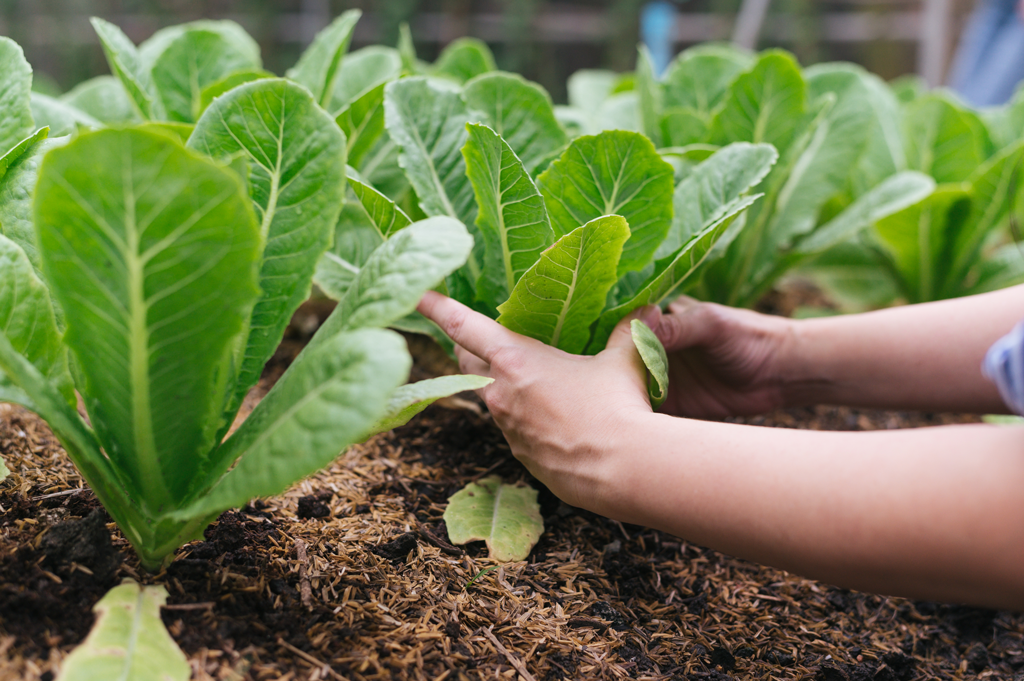 Orto, anche chi non è agricoltore può tornare a coltivarlo