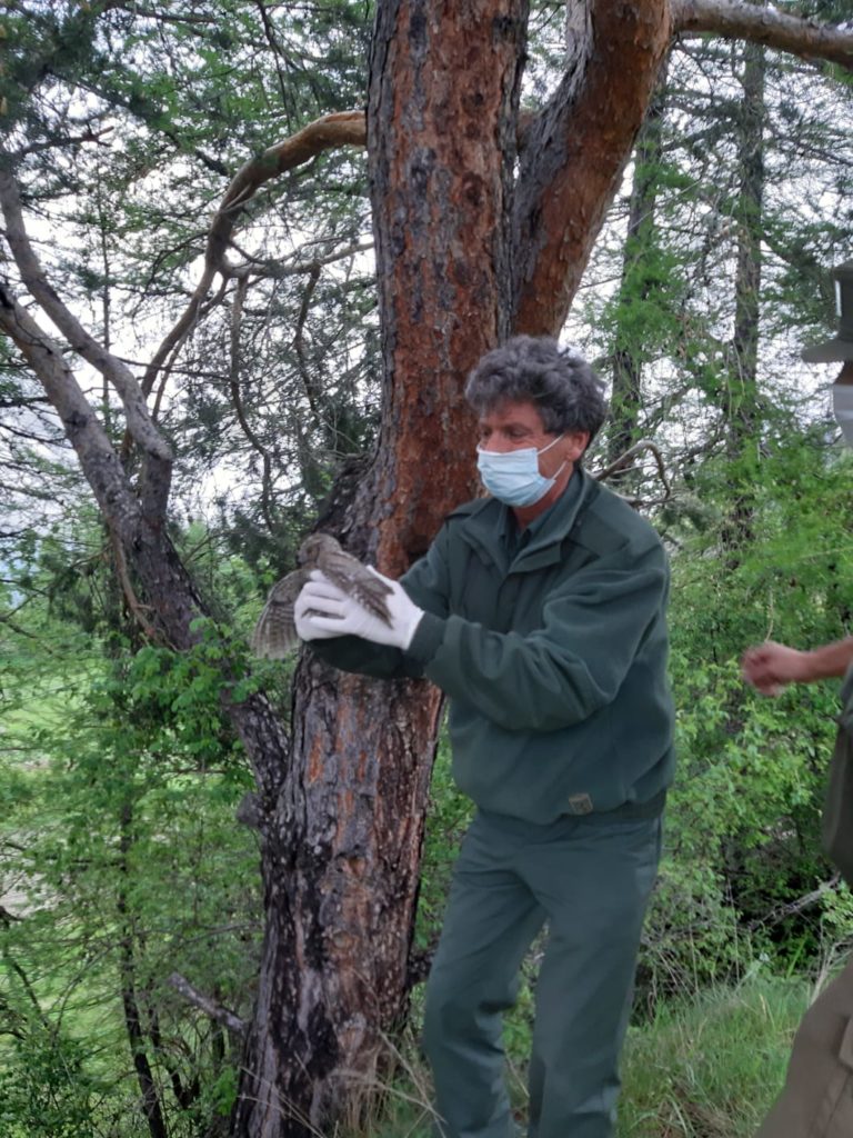 Piccolo assiolo bloccato in un camino salvato dai guardiaparco