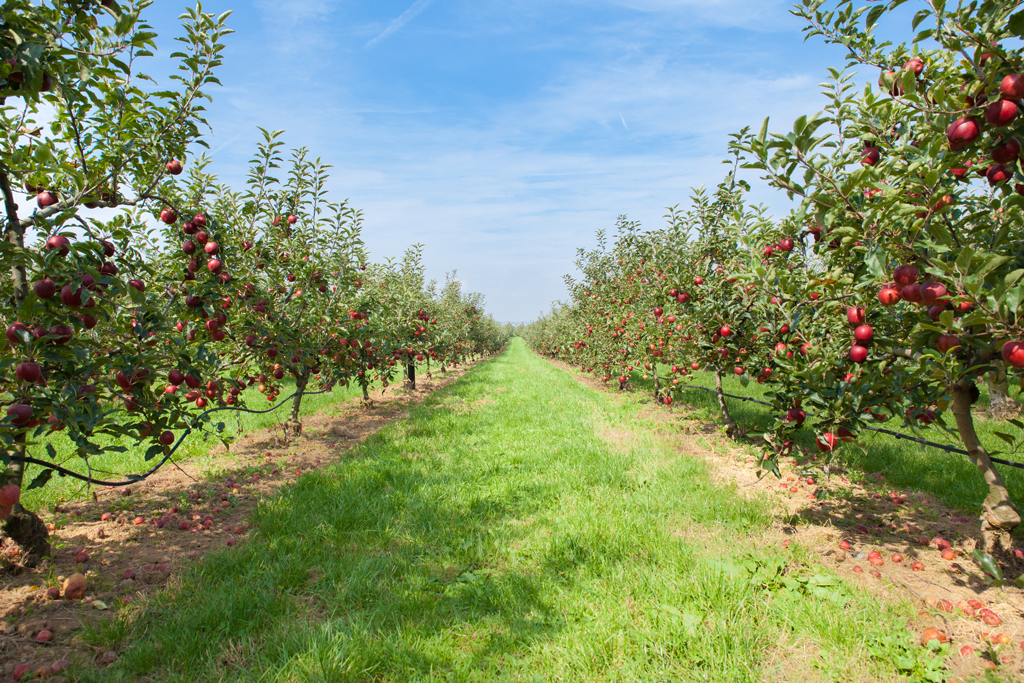 Frutta nel saluzzese