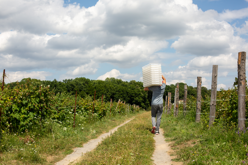 Io-lavoro-in-agricoltura