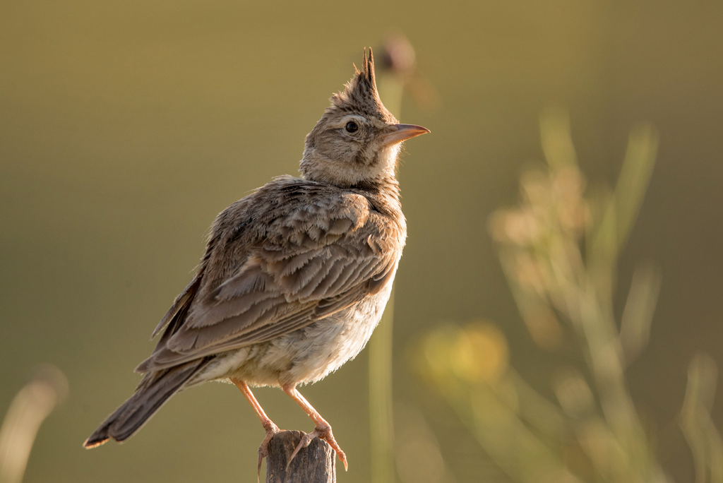 Caccia aperta a 15 specie fino ad oggi protette. No di Legambiente