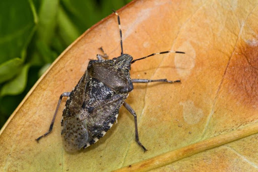 Il Piemonte sceglie la lotta biologica contro la cimice asiatica