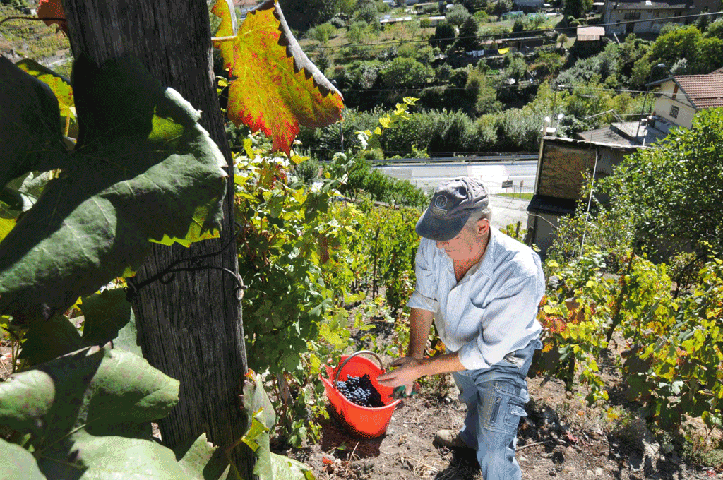 vendemmia-Ramìe-Pomaretto