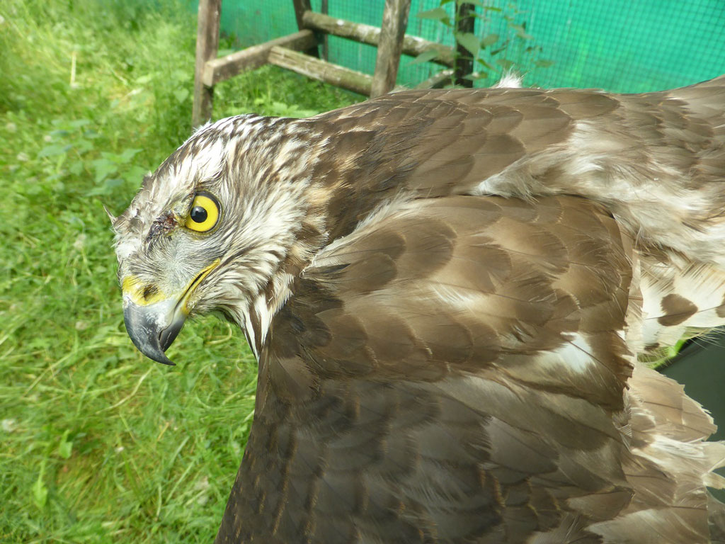 Lieto fine per Astoria, il rapace rinchiuso illegalmente ora è libero