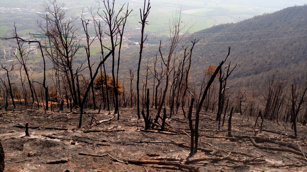 Musinè-val-susa-incendio-rimboschimento-la-pancalera