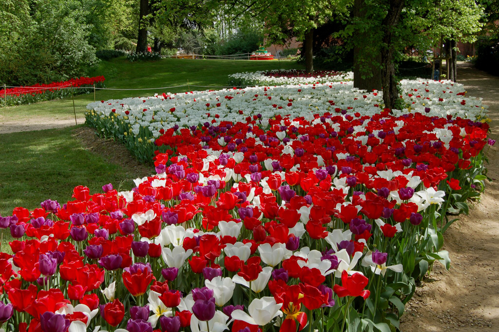 tulipani-pralormo-Messer-Tulipano-la-pancalera