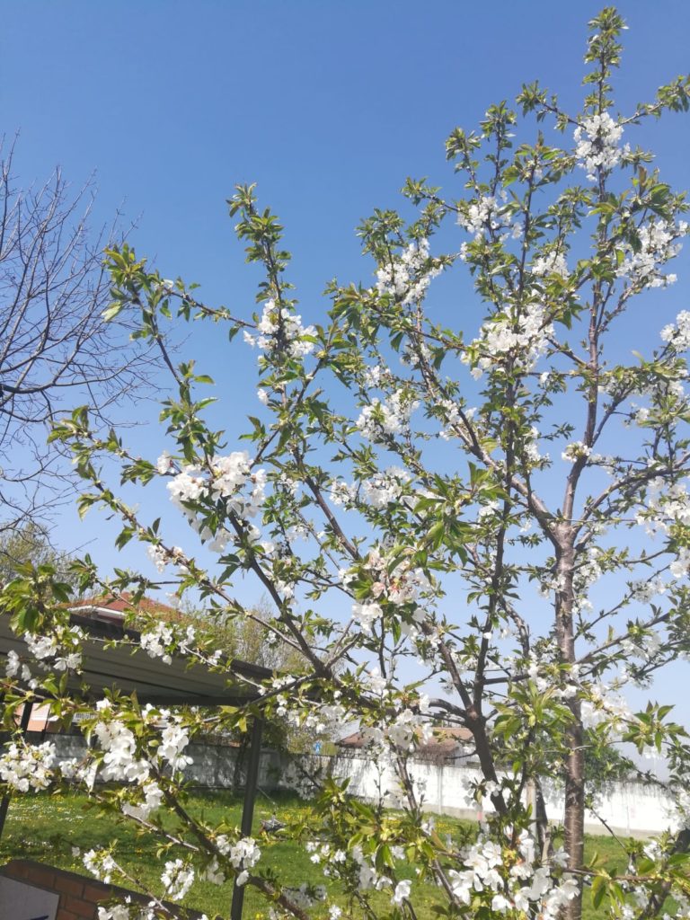 Sakura ciliegio fiorito casa frisco karmadonne carmagnola la pancalera