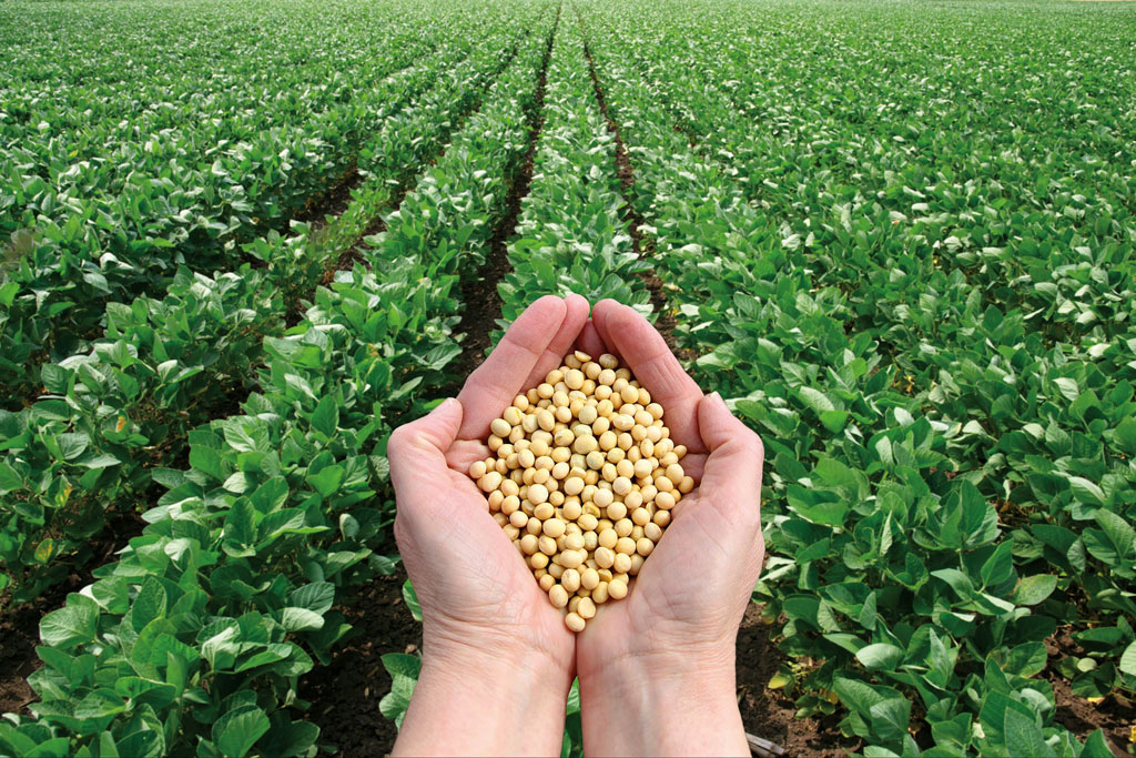 soia-pianta-copasudi-scuola-agraria-lombriasco-la-pancalera