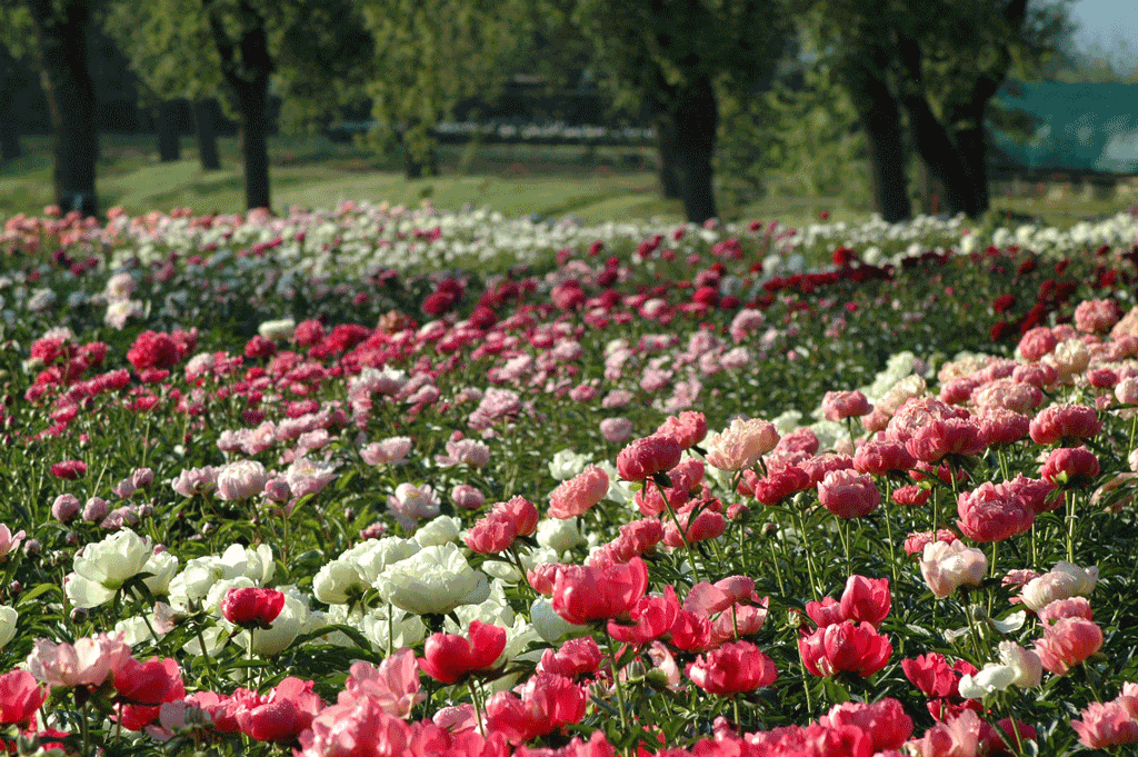 Ritorna Peonie in Fiore ai Vivai delle Commande