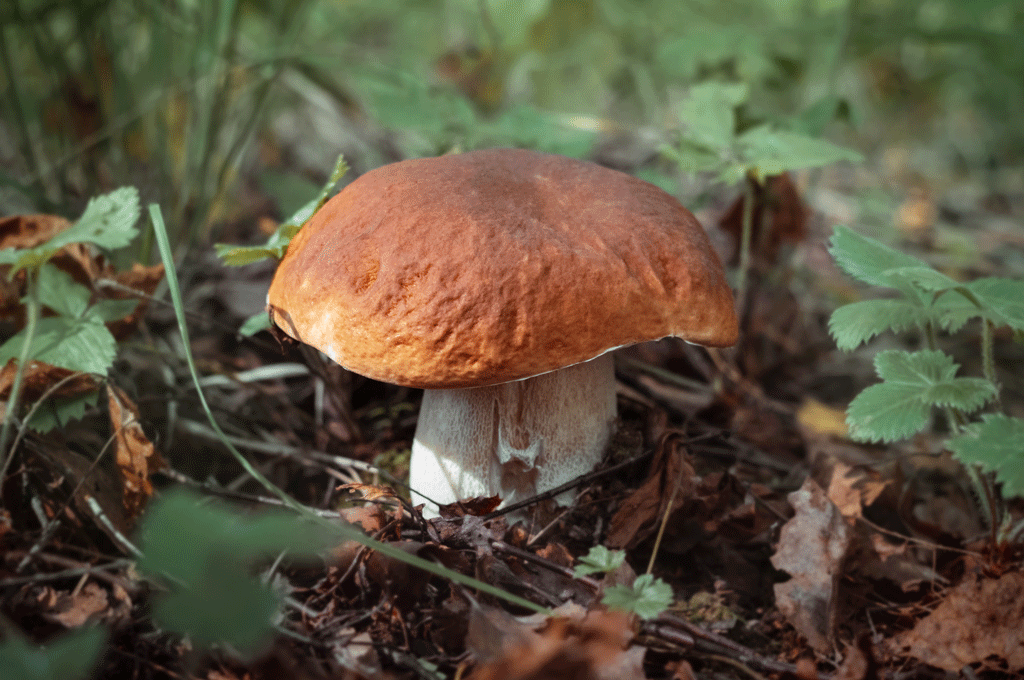 Legambiente, serata alla scoperta dei funghi a Carmagnola