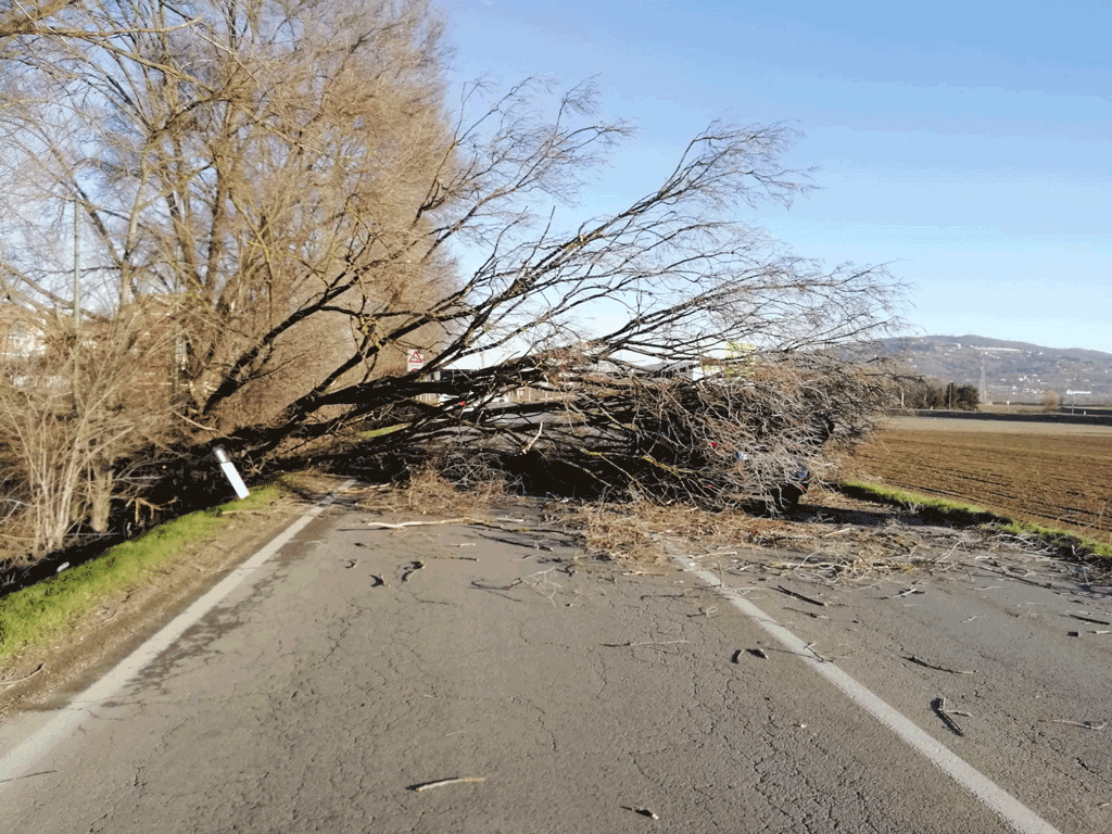 Albero-caduto-tetti-piatti-moncalieri-la-pancalera