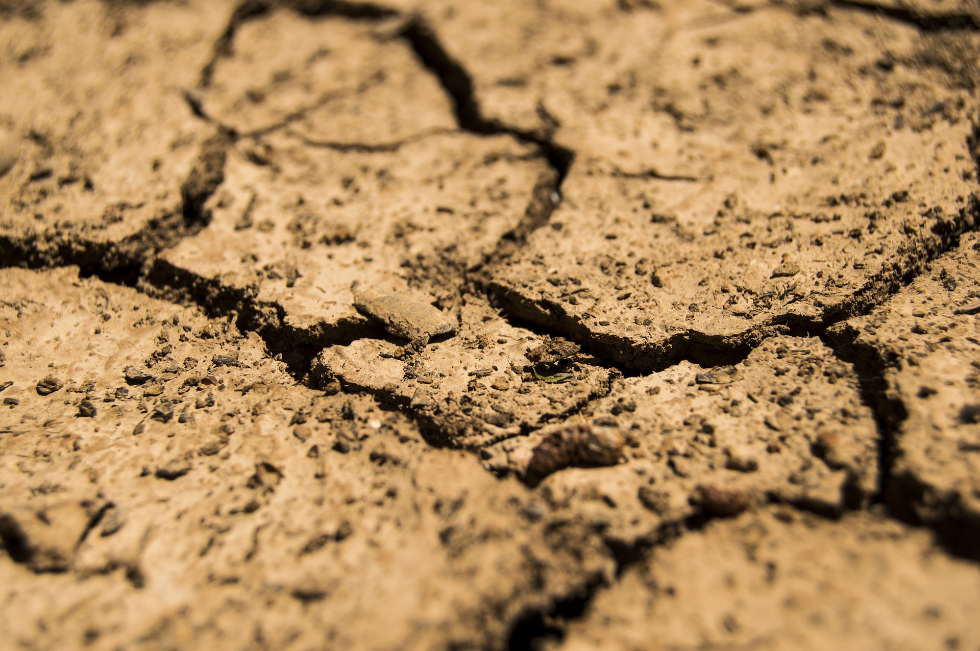 Confagricoltura chiede lo stato di calamità naturale causa siccità