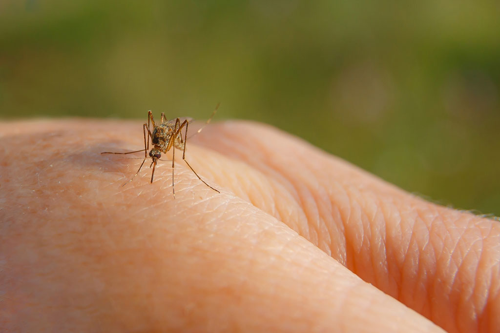 Puntura-di-zanzara-west-nile-virus-immagine-i-repertorio-la-pancalera