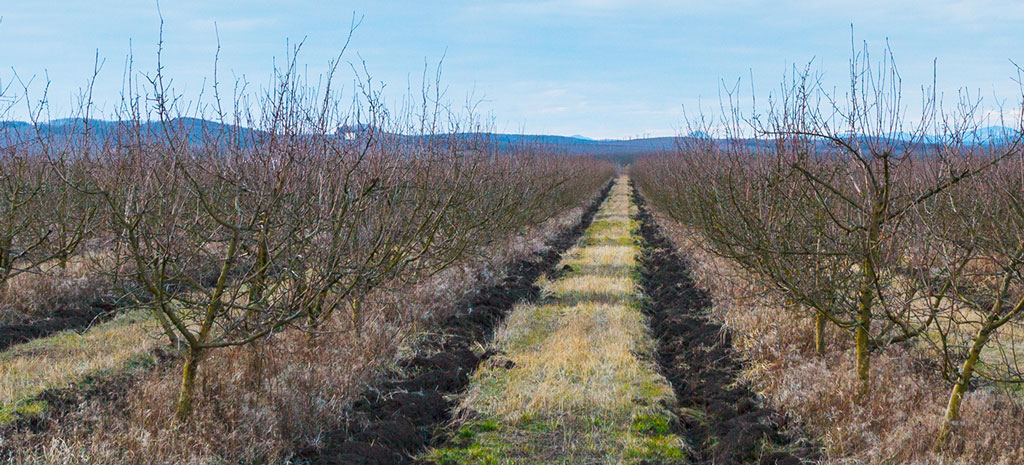 Caldo anomalo, in pericolo la produzione di frutta. Le api rischiano di morire