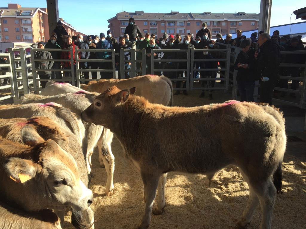 Partono le aste dei vitellini a Carmagnola. La prima mercoledì 19 aprile al Foro Boario