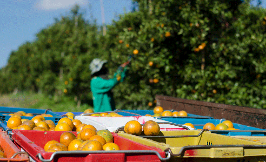 Stagionali agricoli, Modello Saluzzo a Lampedusa con l’ex questore di Cuneo