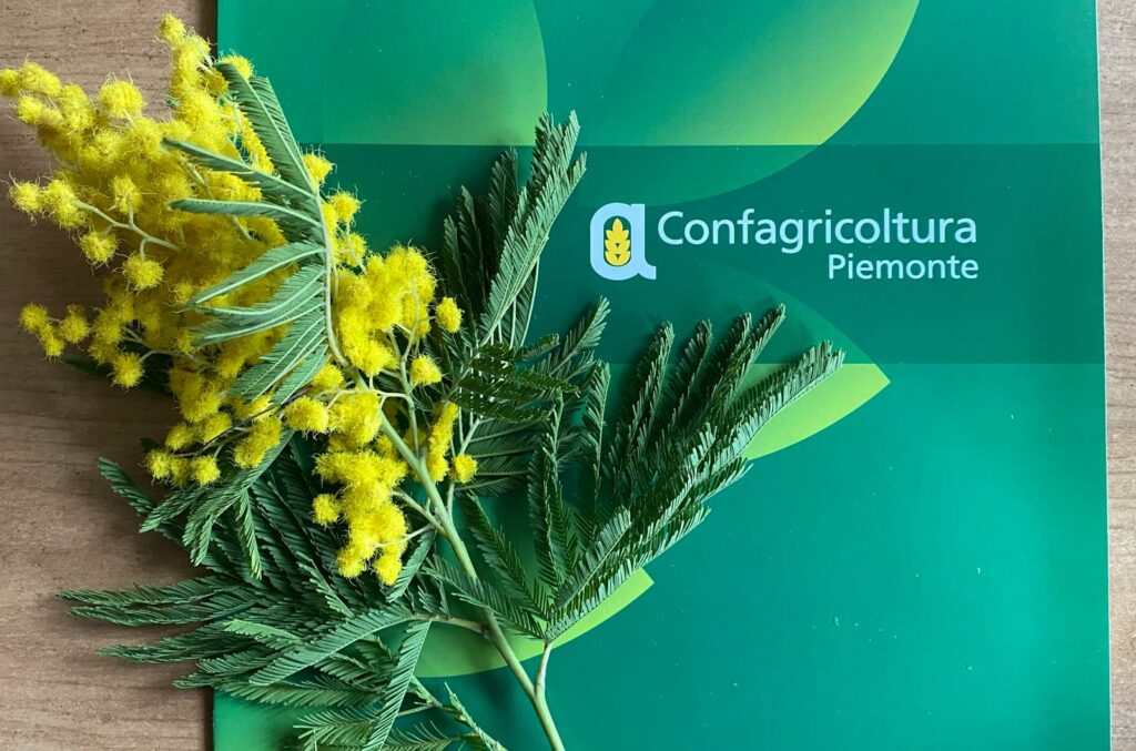 Mimose Confagricoltura Piemonte