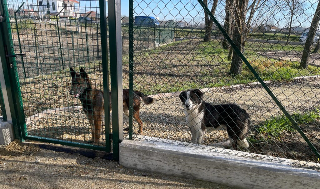 Aperto “Can Ca Baula”, il nuovo canile comunale di Carmagnola