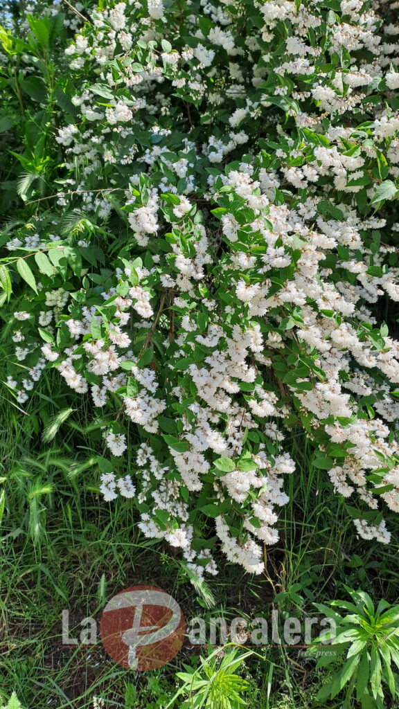 Fiori-bosco-del-Gerbasso-Carmagnola
