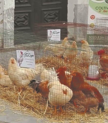 A Moretta arriva la storica Fiera del Cappone