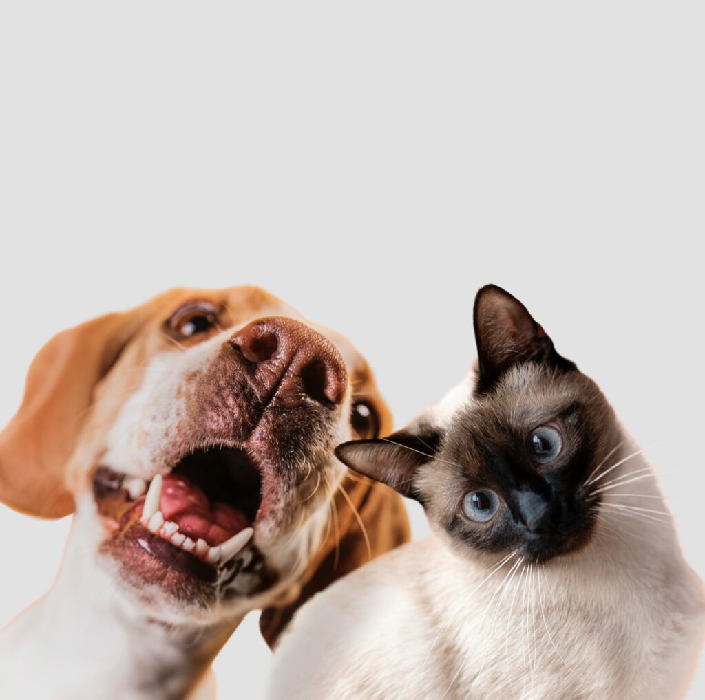 Animali da compagnia