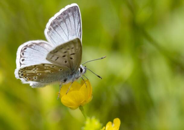 bioblitz eventi